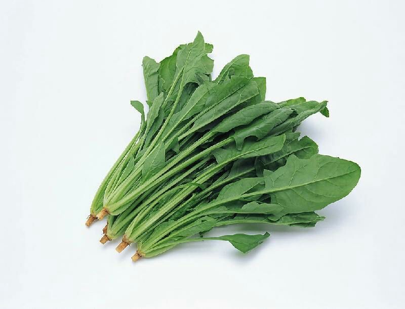 菠菜20~25厘米