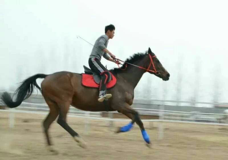 阿拉伯马400~500kg