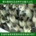 狮头鹅苗250g以上