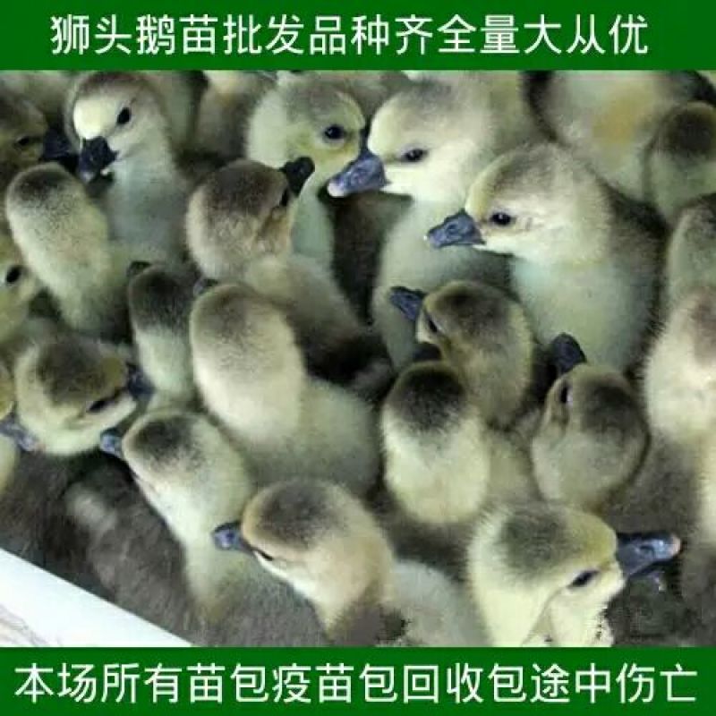 狮头鹅苗250g以上