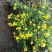 白菊花茶