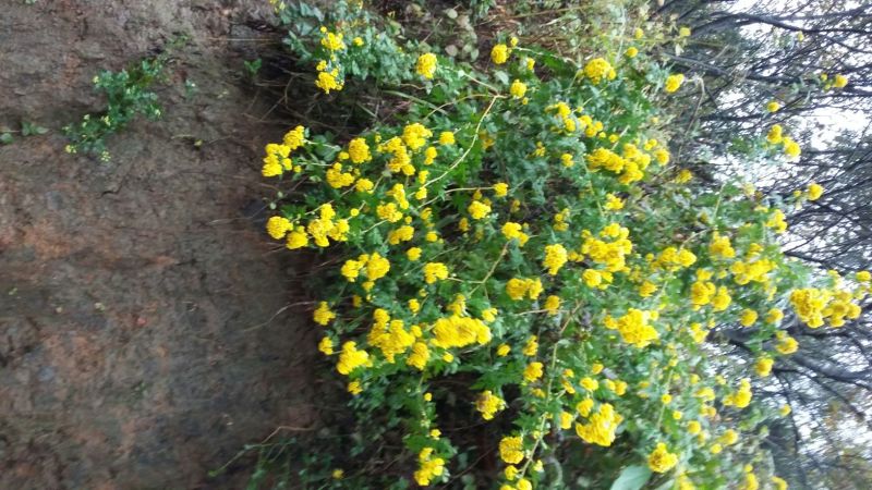 白菊花茶
