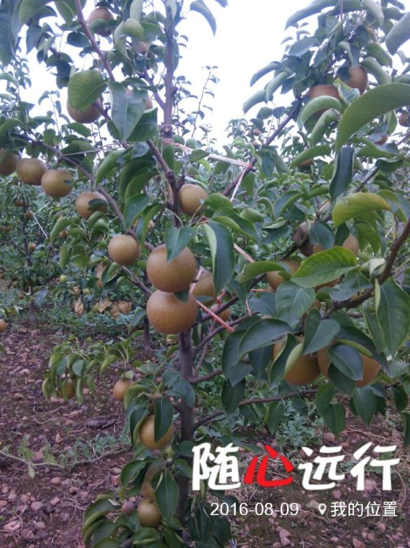 圆黄梨光果350~400g大又甜