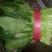 大叶菠菜20~25厘米