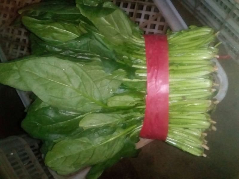 大叶菠菜20~25厘米