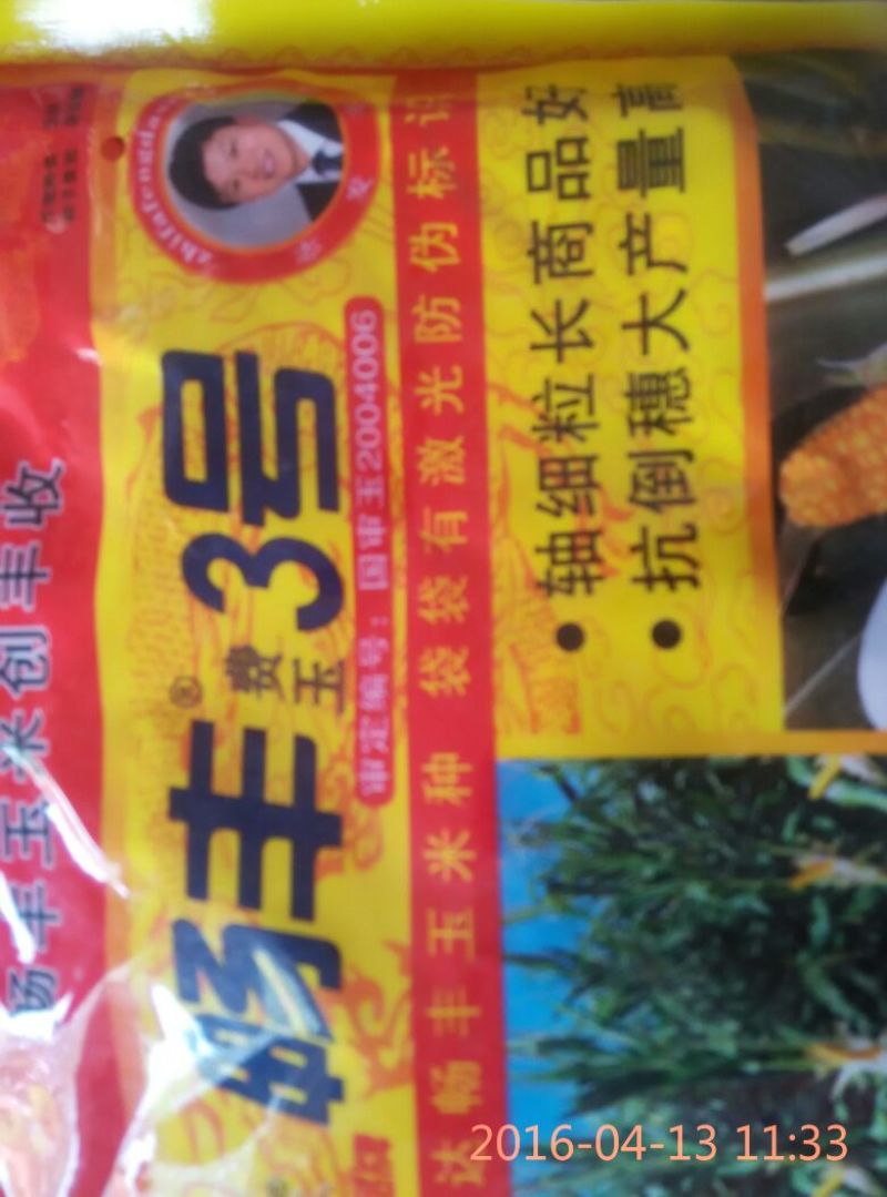 玉米种子