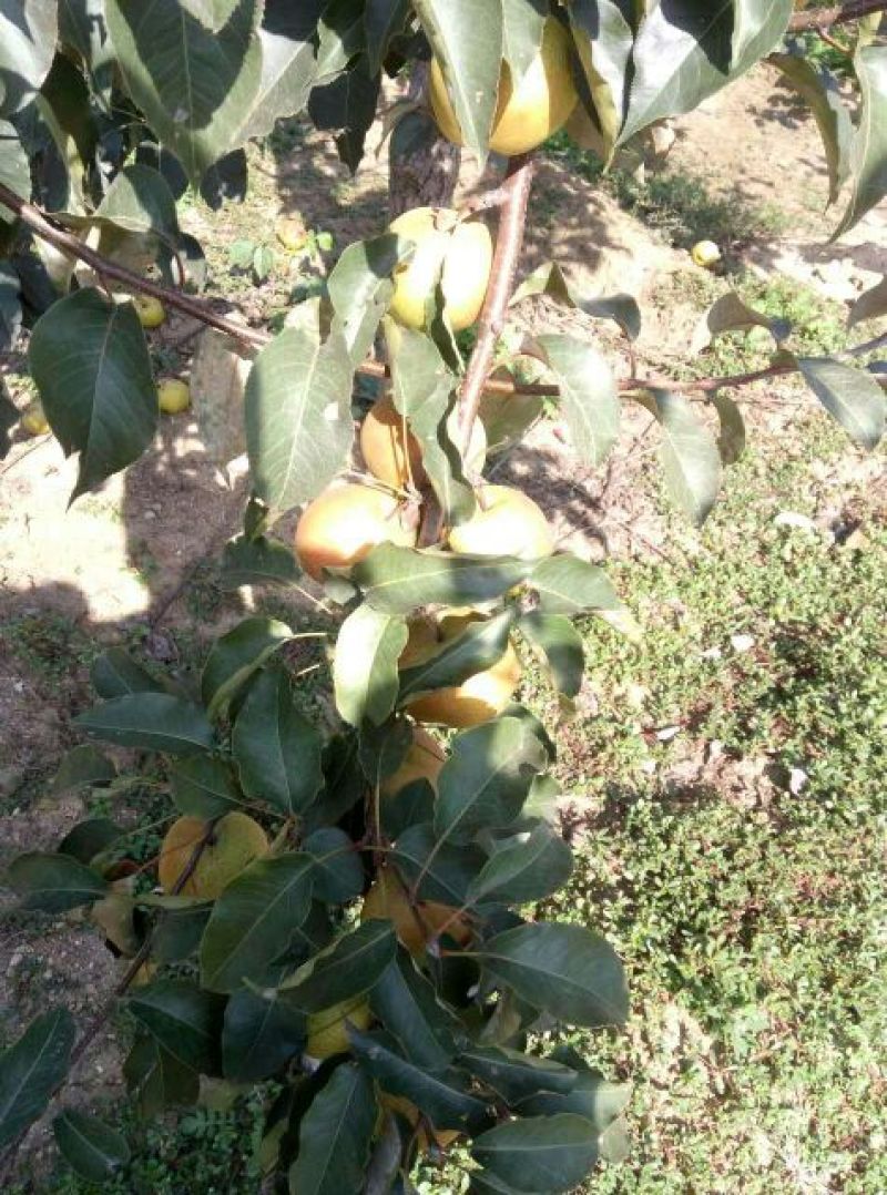 苹果梨150~200g光果