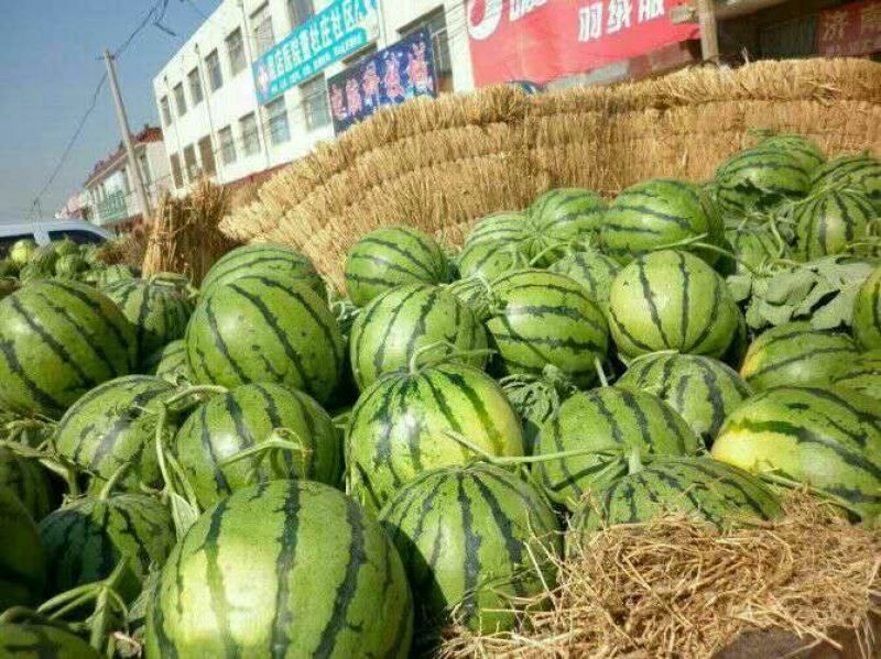 西瓜8斤打底8成熟1茬山东西瓜大量上市了