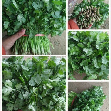 香菜25~30厘米以上，价格便宜，欢迎订购，数量有限，