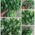 香菜25~30厘米以上，价格便宜，欢迎订购，数量有限，