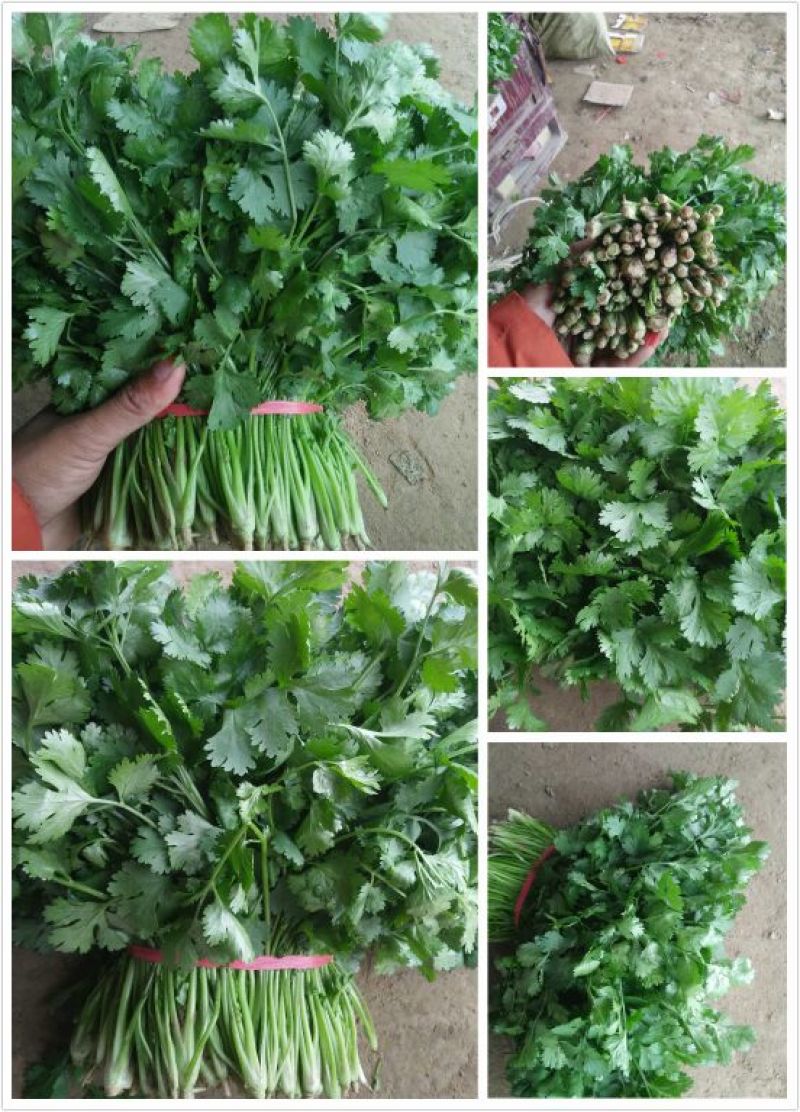 香菜25~30厘米以上，价格便宜，欢迎订购，数量有限，