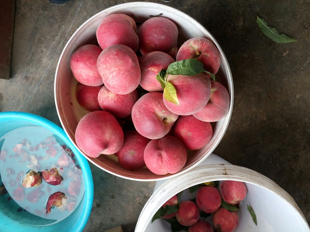 湖北荆州市公安县红不软桃 60mm以上批发_必