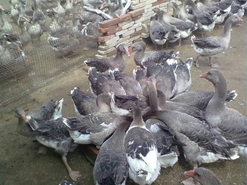 狮头鹅苗250g以下