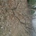 山楂树8~10cm2.5~3米