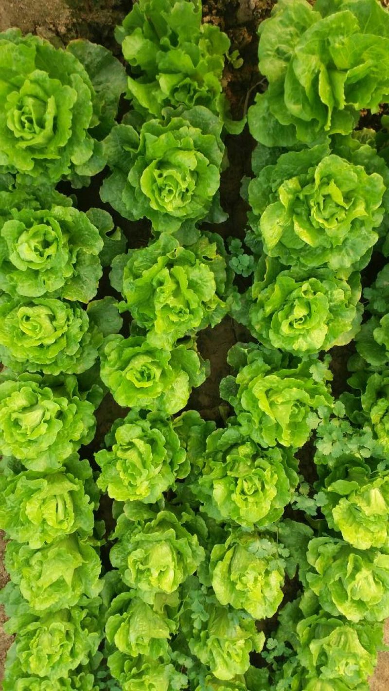 意大利生菜4两~5两