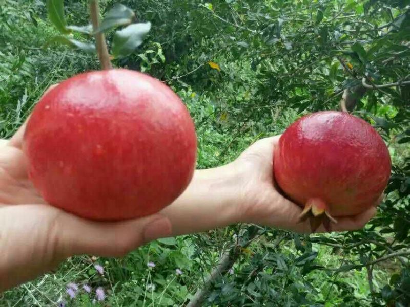 突尼斯软籽石榴8两~1斤