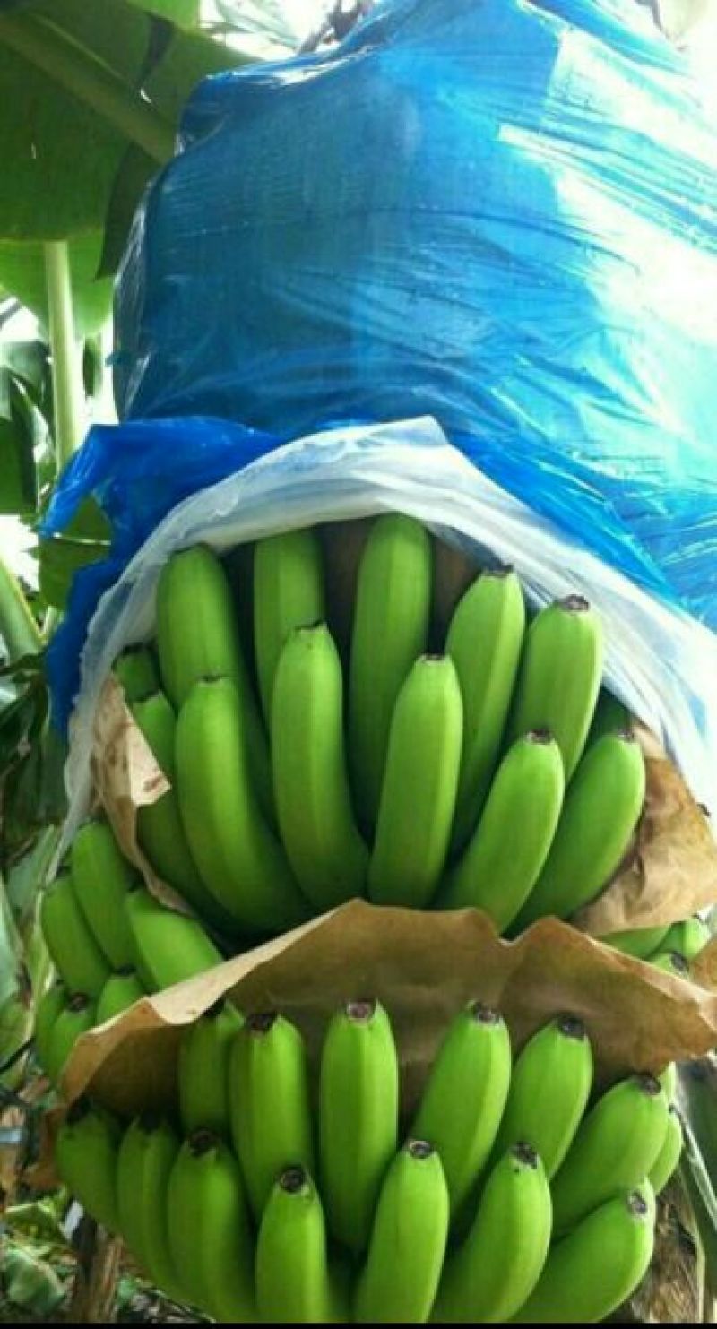 香蕉七成熟
