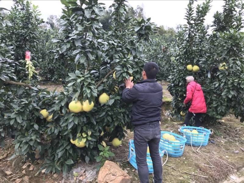 琯溪蜜柚1.5斤以上口感甜美产地直发