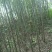 竹柳苗可视频看货选货一亩田线上交易下单购买包邮发货