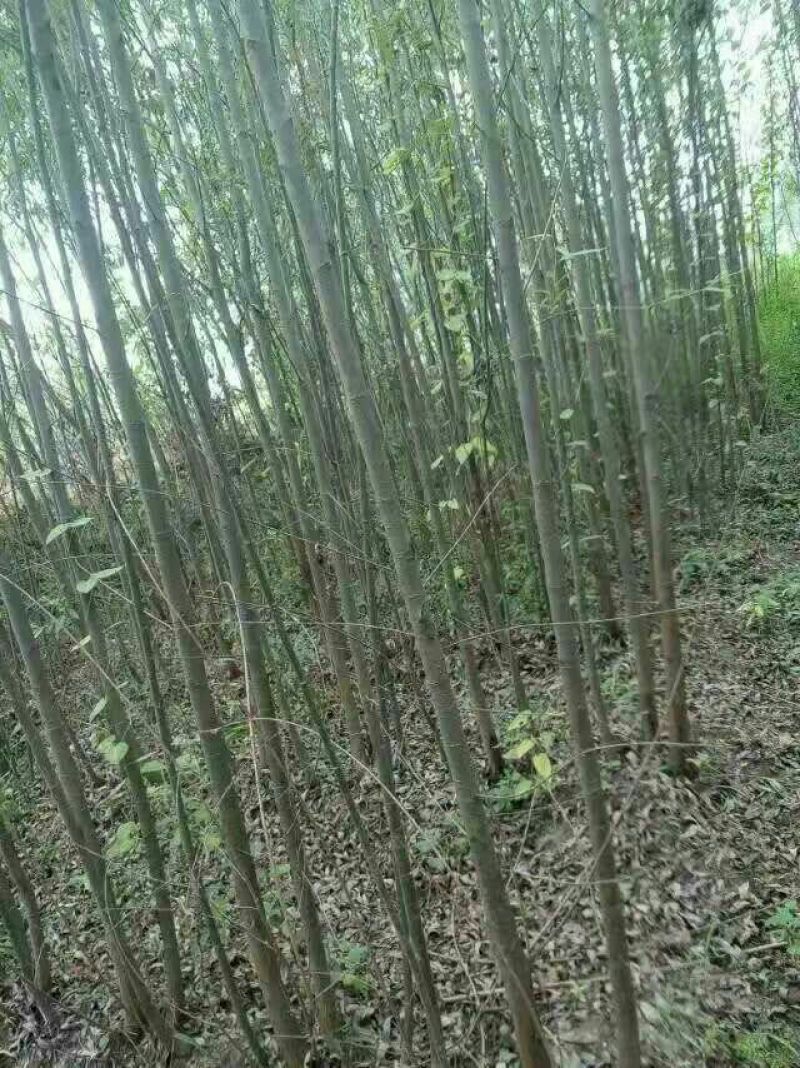 竹柳苗可视频看货选货一亩田线上交易下单购买包邮发货