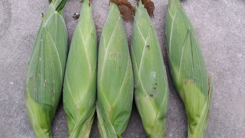 彩甜糯6号玉米，霸王花玉米