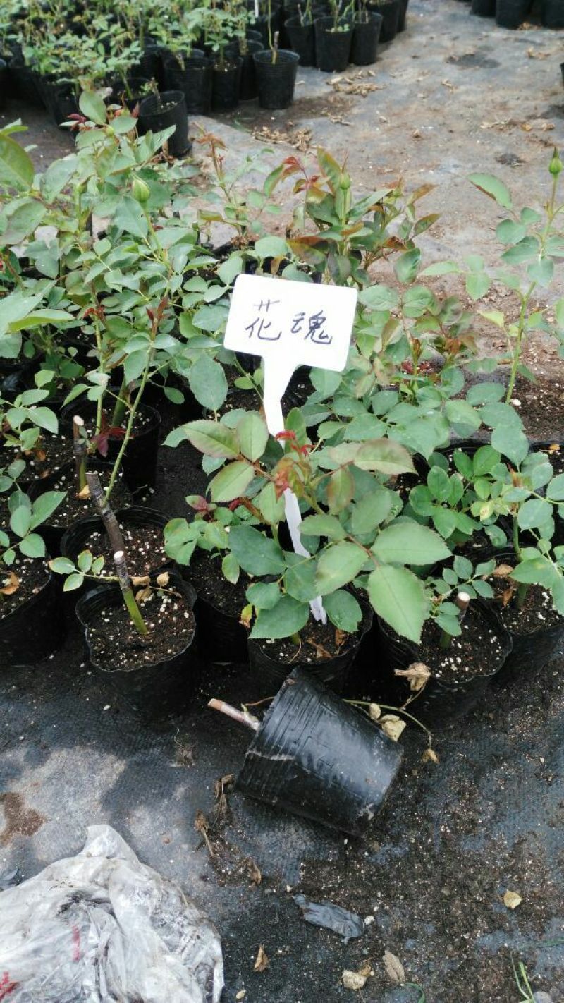 欧洲月季10~20cm