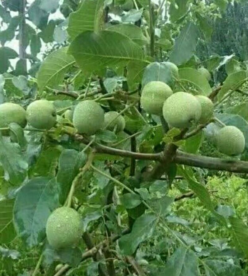 青皮核桃青皮40mm以上