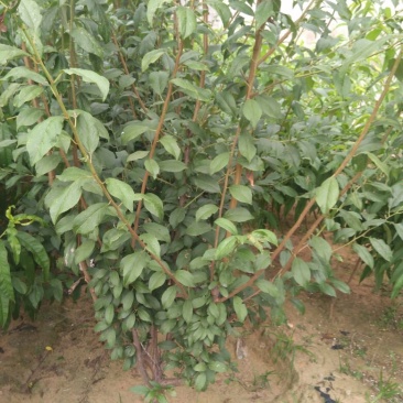 李子树树型好，口感好，