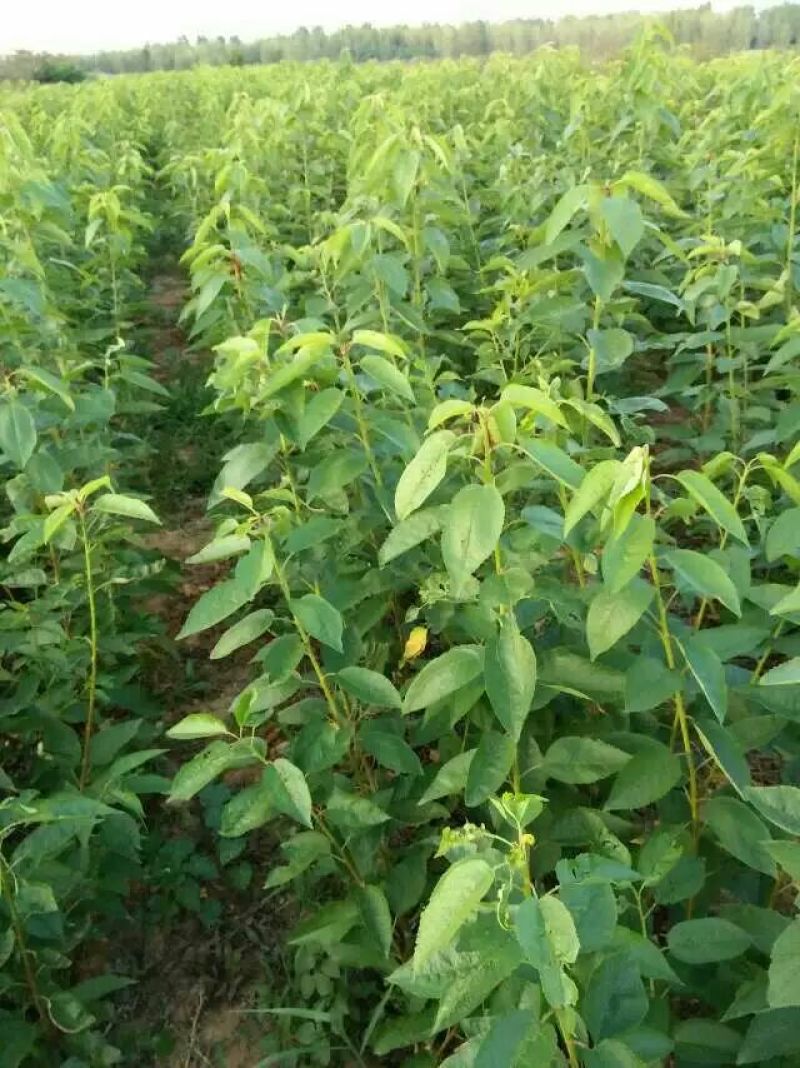 车厘子苗矮化大樱桃树苗3年樱桃树苗