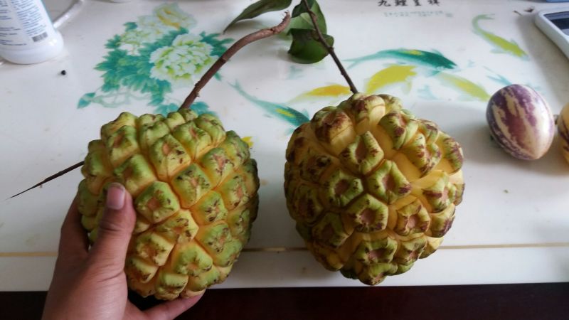 布福娜300~600g