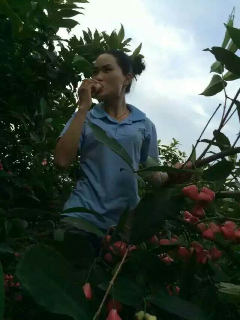 莲雾种苗黑金刚莲雾苗黑糖芭比莲雾苗大叶红莲雾苗