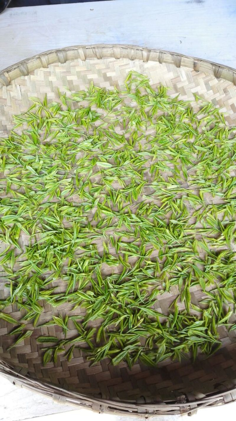 绿茶