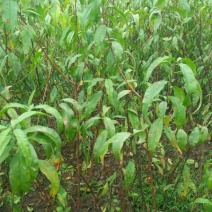桃树苗(基地直供，品种纯正
