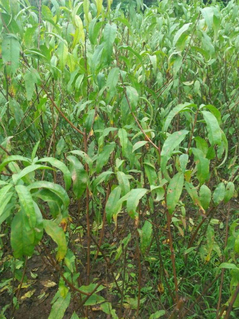 桃树苗(基地直供，品种纯正