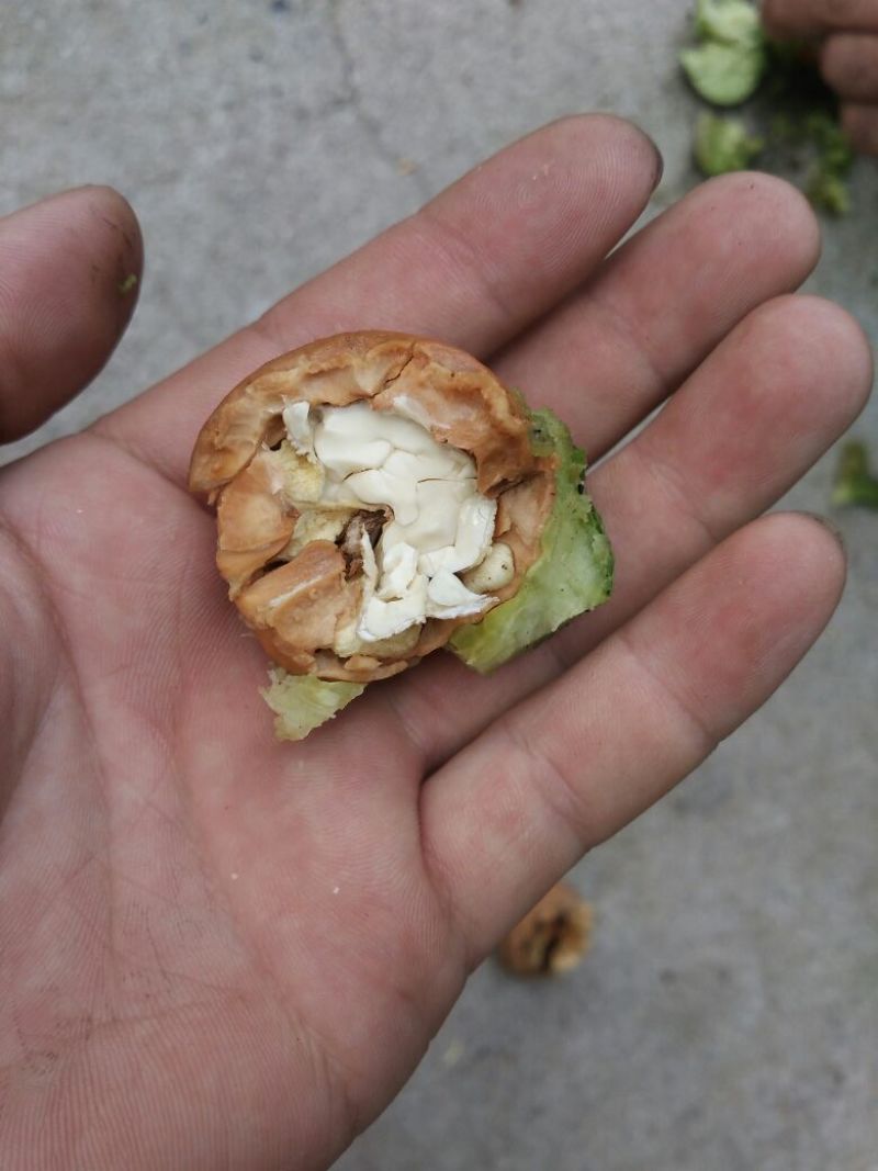 核桃30mm以上去皮干
