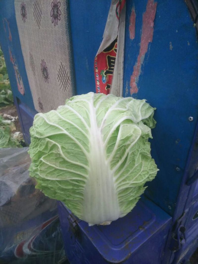 秦杂二号白菜4~6斤，色泽绿，口感好，现己大量上市
