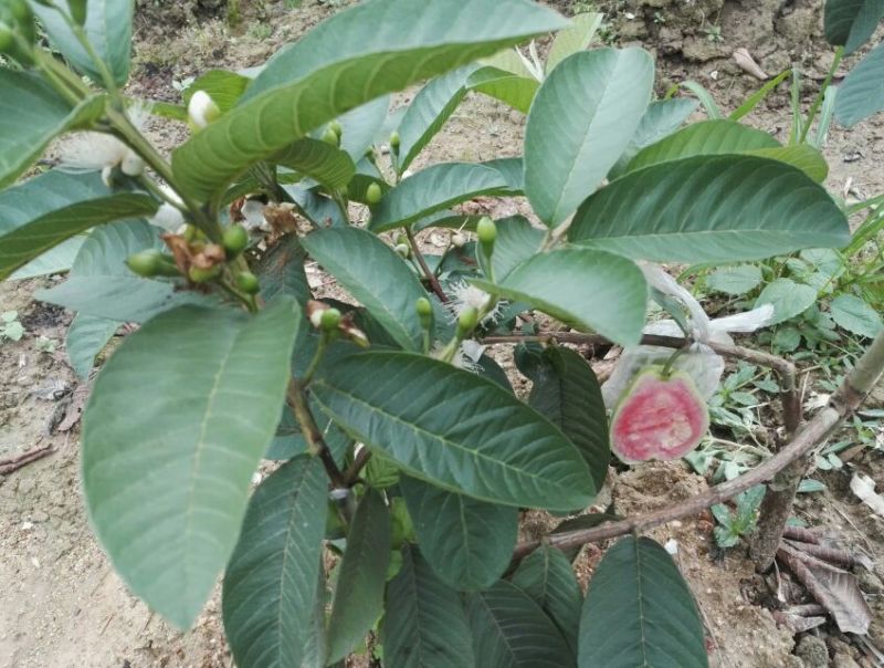 西瓜番石榴苗50~80cm