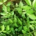 优质花椒苗大红袍花椒苗无刺花椒量大优惠0.5~1年