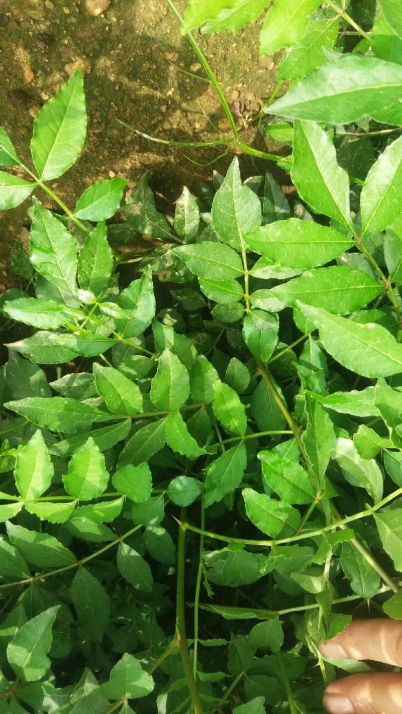 优质花椒苗大红袍花椒苗无刺花椒量大优惠0.5~1年