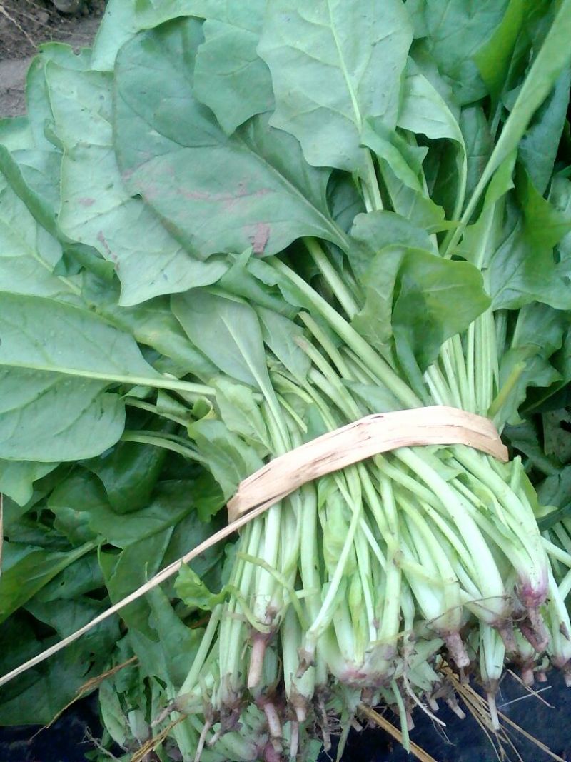 大叶菠菜20~25厘米