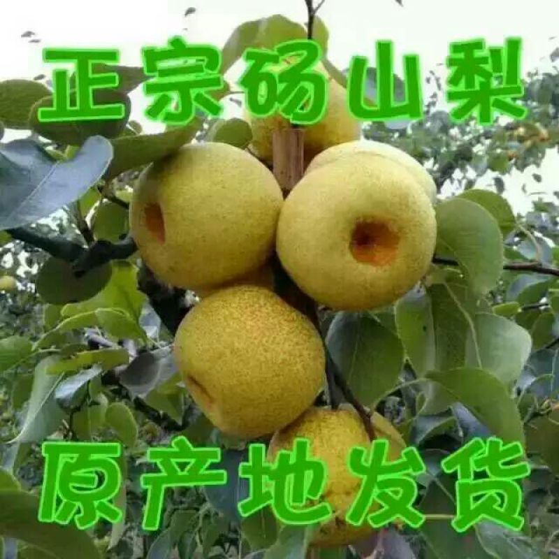 砀山梨250~300g纸箱