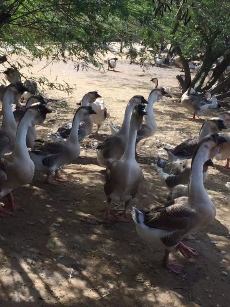 狮头鹅苗