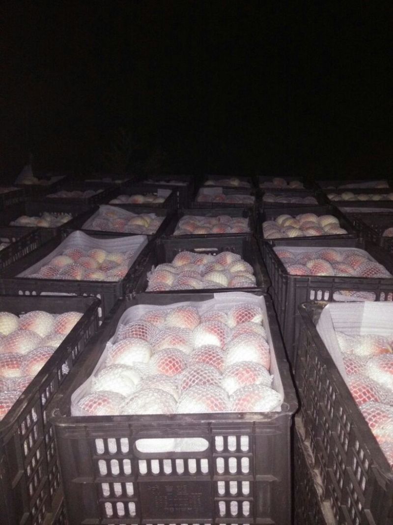 映霜红桃子开始大批量上市