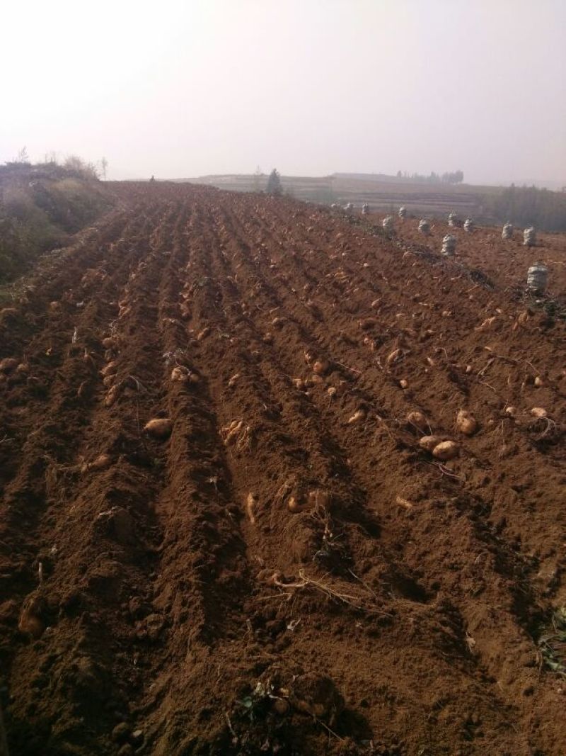蜜薯红薯黄心烤红薯3两以上基地直供量大从