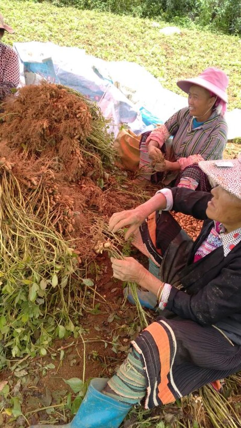 花生鲜货带壳