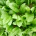 大叶菠菜20~25厘米