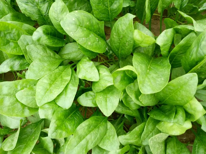 大叶菠菜20~25厘米