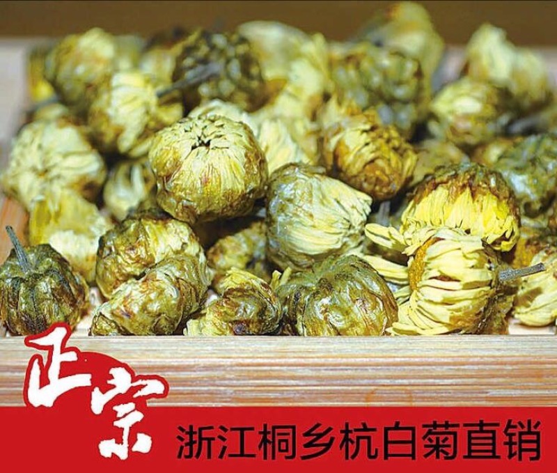 杭州白菊