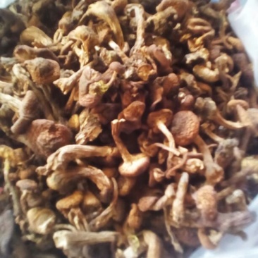 树秋菌一级