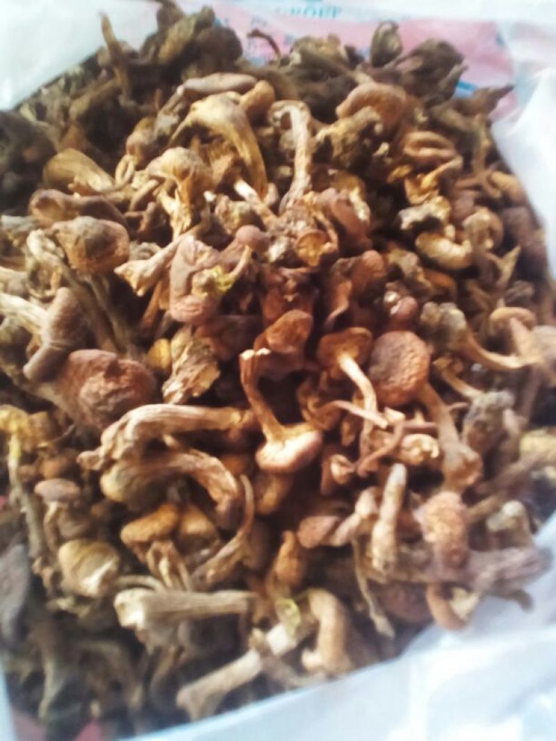 树秋菌一级